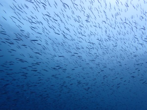 富戸で見れる魚群