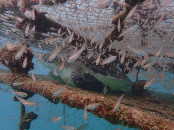 水中櫓で休んでいるカメ